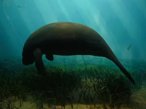 Manatee_ Grazing_ Underwater_ Sunrays.jpg Wallpaper
