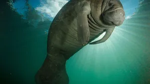 Manatee Sunbeam Underwater.jpg Wallpaper