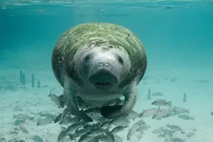 Manatee Surrounded By Fish Wallpaper