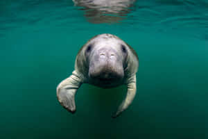 Manatee Swimming Crystal Clear Water.jpg Wallpaper