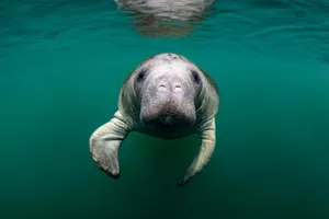 Manatee Swimming Crystal Clear Water.jpg Wallpaper