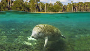 Manatee Swimming Crystal Clear Water.jpg Wallpaper