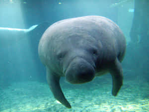 Manatee Swimming Underwater.jpg Wallpaper