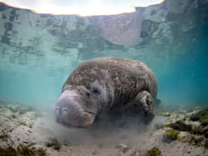 Manatee Underwater Graceful Swim Wallpaper