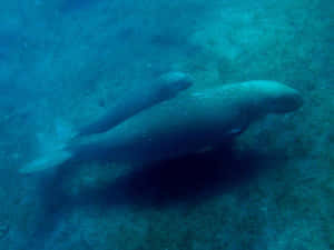 Manatee_ Underwater_ Scene Wallpaper