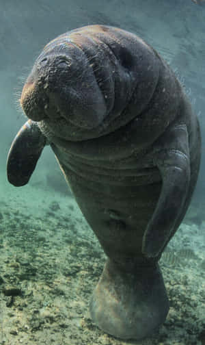 Manatee_ Vertical_ Pose_ Underwater.jpg Wallpaper