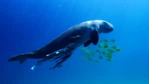 Manatee_with_ Fish_ Friends_ Underwater Wallpaper