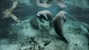 Manatees Swimming Underwater Wallpaper