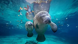 Manatees Swimming Underwater Crystal Clear Water Wallpaper