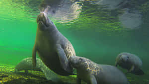 Manatees Swimming Underwater Wallpaper