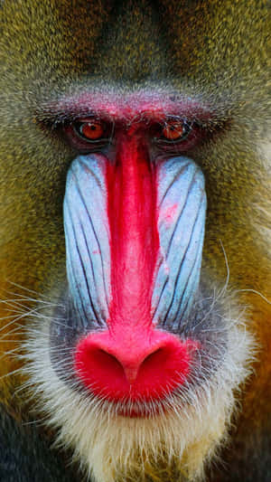 Mandrill Face Closeup Wallpaper