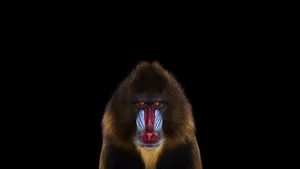 Mandrill Portrait Against Black Background Wallpaper