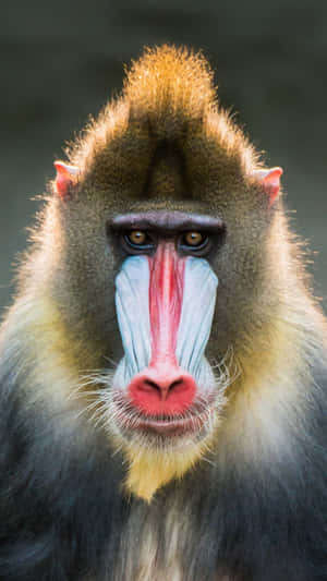 Mandrill Portrait Close Up Wallpaper