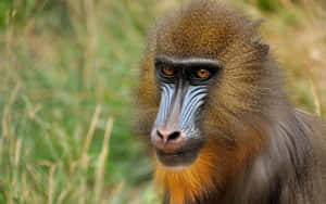 Mandrill Portraitin Nature.jpg Wallpaper