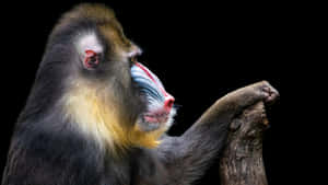 Mandrill Portraitin Profile Wallpaper