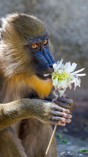 Mandrill Smelling Flower Wallpaper