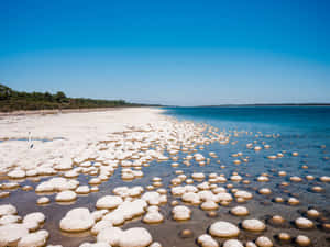 Mandurah Thrombolites Lake Clifton Wallpaper