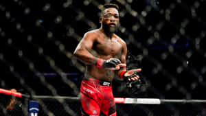 Manel Kape Through The Fence Wallpaper