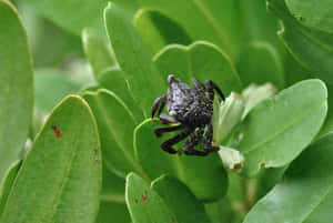 Mangrove_ Crab_ Amidst_ Greenery.jpg Wallpaper