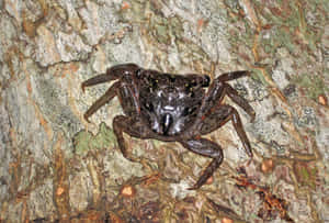 Mangrove Crab Camouflage Wallpaper