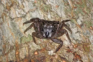 Mangrove Crab Camouflage Wallpaper