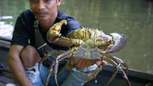 Mangrove Crab Heldby Man Wallpaper