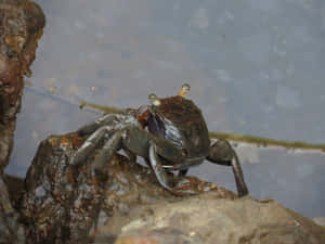 Mangrove Crab On Rock Wallpaper