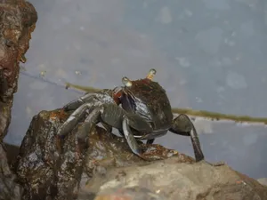 Mangrove Crab On Rock Wallpaper