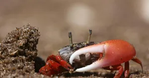 Mangrove Crab On Sand Wallpaper
