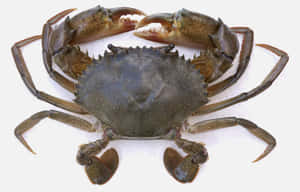 Mangrove Crab Top View Wallpaper