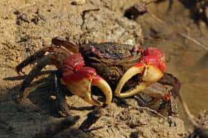 Mangrove Crabon Muddy Bank.jpg Wallpaper