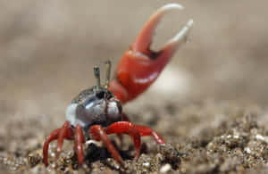 Mangrove Crabon Sand Wallpaper