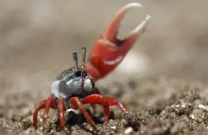 Mangrove Crabon Sand Wallpaper