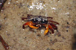 Mangrove Crabon Sand Wallpaper