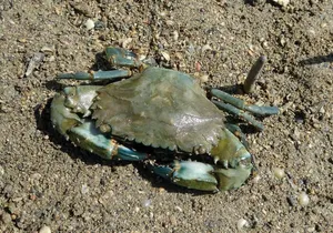 Mangrove Crabon Sandy Shore.jpg Wallpaper