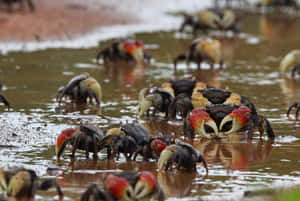 Mangrove_ Crabs_ Gathering.jpg Wallpaper