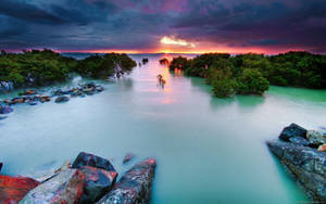 Mangrove Forest On Full Hd Computer Desktop Wallpaper