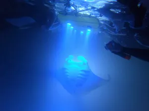 Manta Ray Night Dive Wallpaper