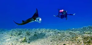 Manta Rayand Diver Underwater Encounter Wallpaper