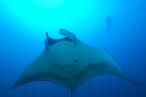 Manta Raywith Diverin Blue Waters Wallpaper