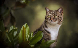 Manx Cat Lounging In The Sunshine Wallpaper