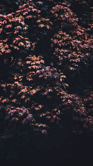Maple Tree Aesthetic Iphone 11 Wallpaper