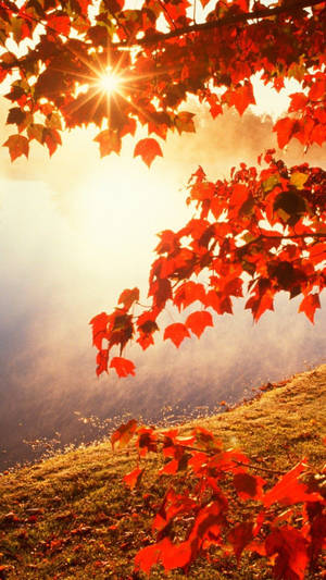 Maple Tree On Mountain Fall Iphone Wallpaper