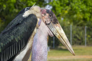 Marabou Stork Close Up Wallpaper