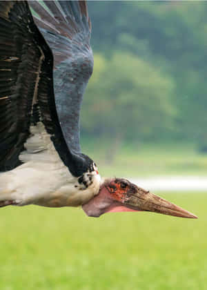 Marabou Stork In Flight Close Up Wallpaper