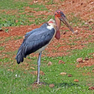 Marabou Stork Standing Grassy Field Wallpaper