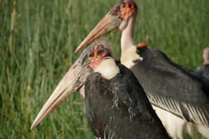 Marabou Storks Up Close Wallpaper