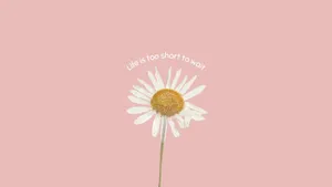 Marguerite Minimalist Flower Computer Wallpaper