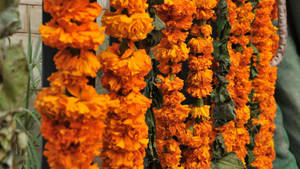 Marigold Garlands Hanging Wallpaper