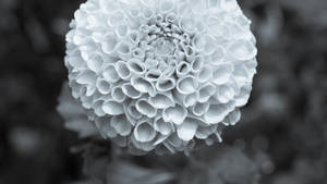 Marigold Greyscale Photography Wallpaper